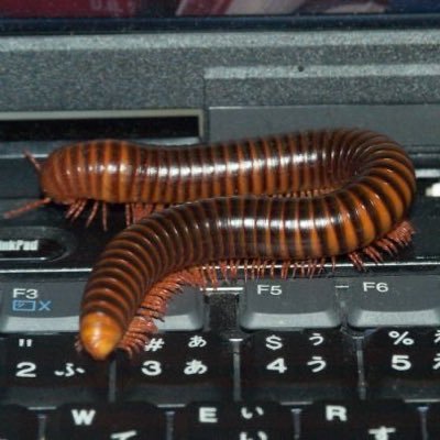 Artists A photo of a centipede on a computer keyboard