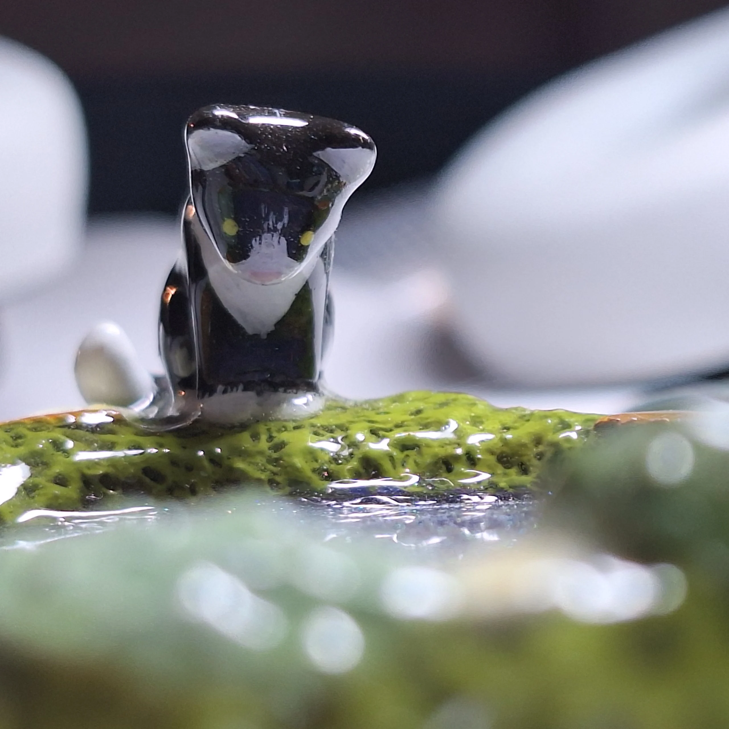 A tiny polymer clay cat looking into a pool of water