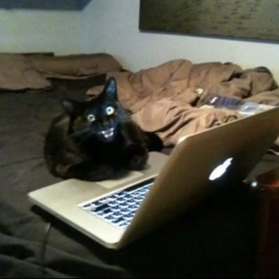 A cat yowling with wide open eyes while typing on a laptop