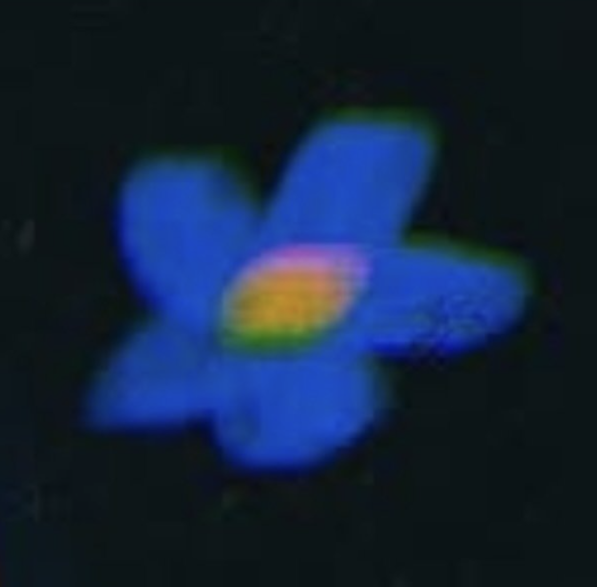 Artists a fuzzy blue flower with a yellow center